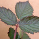 THORNLESS BLACKBERRY Rubus argutus (Navajo)
