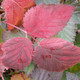 THORNLESS BLACKBERRY Rubus argutus (Navajo)