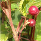 CASCARA Rhamnus purshiana