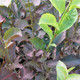 RED-LEAVED CHOKECHERRY Prunus virginiana (Shubert)