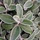 GROUNDSEL Senecio greyi