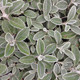 GROUNDSEL Senecio greyi