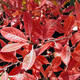 WESTERN SAND CHERRY (Prunus besseyi)