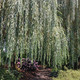 WEEPING WILLOW Salix babylonica