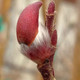 DAPPLED WILLOW (Salix integra)  'Hakuro nishiki'