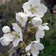 SWEET CHERRY Prunus avium (Bing)