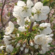 SWEET CHERRY Prunus avium (Bing)