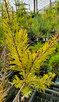 DWARF GOLDEN SCOT'S PINE Pinus sylvestris (Nisbets Gold)