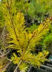 DWARF GOLDEN SCOT'S PINE Pinus sylvestris (Nisbets Gold)