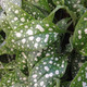 LUNGWORT Pulmonaria  (Trevi Fountain)