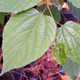 PEARLBLOOM Poliothyrsis sinensis