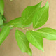 PLUM Prunus salicina (Santa Rosa)