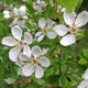 BUSH CHERRY Prunus  (Carmine Jewel)