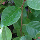 BUSH CHERRY Prunus  (Carmine Jewel)