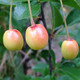 BUSH CHERRY Prunus  (Carmine Jewel)