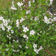 BUSH CHERRY Prunus  (Carmine Jewel)
