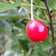 BUSH CHERRY Prunus  (Carmine Jewel)