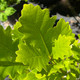 HYBRID OAK (Quercus)  "Regal Prince"