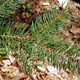 Pseudotsuga menziesii (DOUGLAS-FIR)