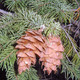 Pseudotsuga menziesii (DOUGLAS-FIR)