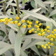 CANADA GOLDENROD Solidago canadensis