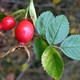 SWEET BRIAR ROSE (Rosa eglanteria)