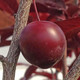 KRAUTER VESUVIUS PLUM Prunus cerasifera (Krauter Vesuvius)