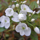 WHITE FLOWERING VERONICA Veronica  (Whitewater)