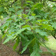 EASTERN WHITE OAK Quercus alba
