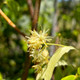 LITTLE-LEAF LINDEN (Tilia cordata) "Greenspire"