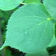 LITTLE-LEAF LINDEN (Tilia cordata) "Greenspire"