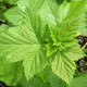 BLACK GARDEN CURRANT Ribes nigrum (Titania)