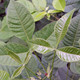 HOP TREE Ptelea trifoliata
