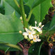 HOP TREE Ptelea trifoliata