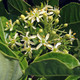 HOP TREE Ptelea trifoliata