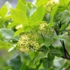 Ptelea trifoliata (HOP TREE)