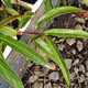 WILLOW-LEAF STACHYURUS  Stachyurus salicifolius