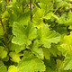 BLACK CURRANT Ribes nigrum (Ben Nevis)