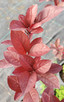 HARDY FLOWERING PLUM (Prunus cerasifera) "Mt St Helens"