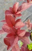 Prunus cerasifera 'Mt St Helens' (HARDY FLOWERING PLUM)