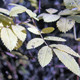 NOOTKA ROSE Rosa nutkana