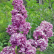 HYBRID LILAC Syringa vulgaris (Charles Joly)
