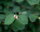 Symphoricarpos albus (COMMON SNOWBERRY)