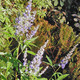 CHASTE TREE Vitex agnus-castus