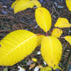 MAGNIFICENT WILLOW Salix magnifica