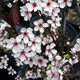 PURPLE-LEAF SAND CHERRY  Prunus cistena