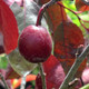 PURPLE-LEAF SAND CHERRY  Prunus cistena