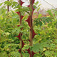 WINGED ROSE Rosa sericea (omeiensis pteracantha)