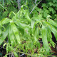 GOLDEN CORKSCREW WILLOW Salix matsudana (Golden Curls)