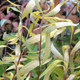GOLDEN CORKSCREW WILLOW Salix matsudana (Golden Curls)